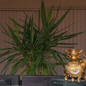 Meet your Posher, Gwendolyn